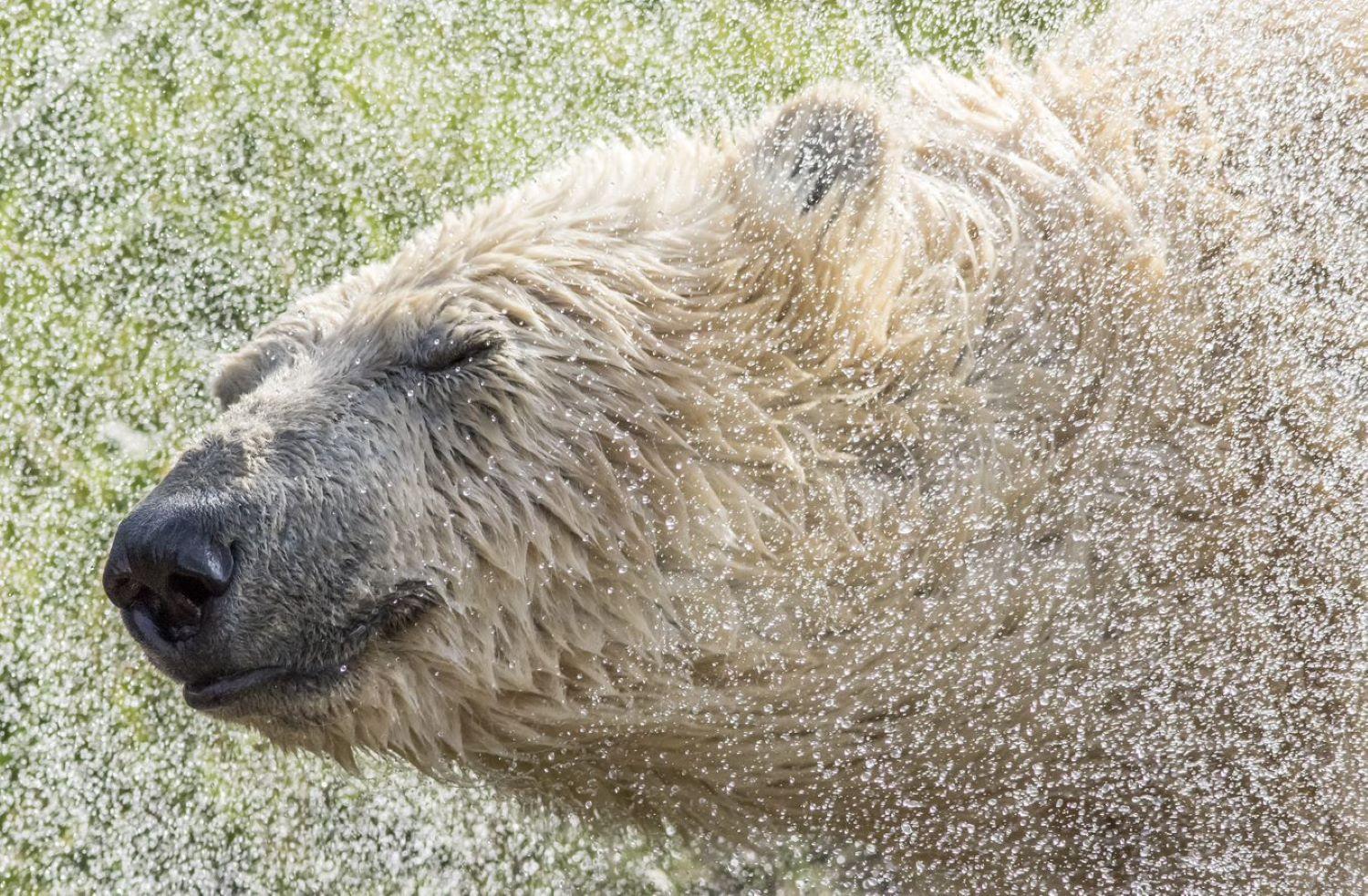 Hex Wildlife At Yorkshire Wildlife Park