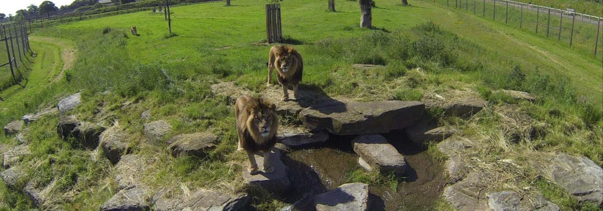 Hex Wildlife At Yorkshire Wildlife Park Doncaster