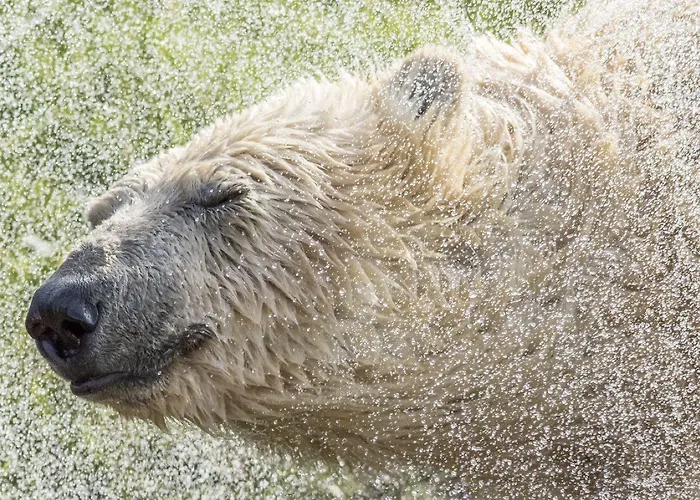 Hex Wildlife Hotel At Yorkshire Wildlife Park